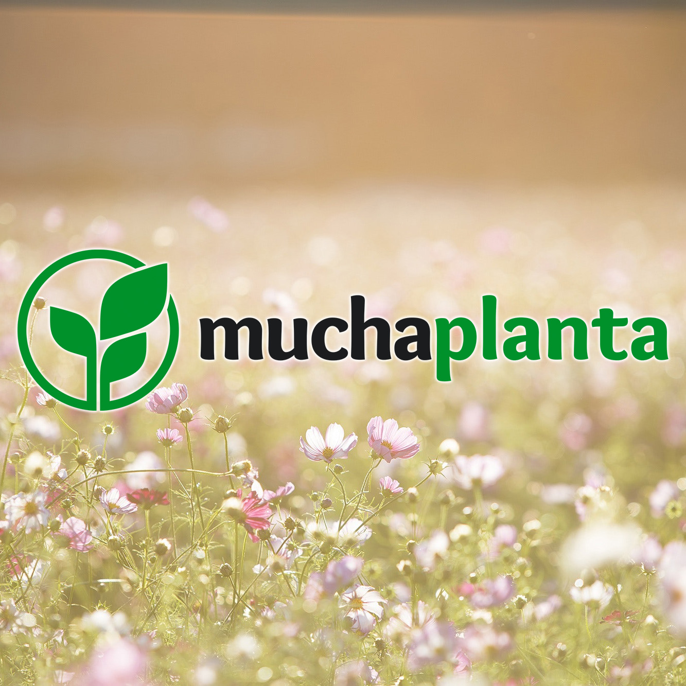 MuchaPlanta